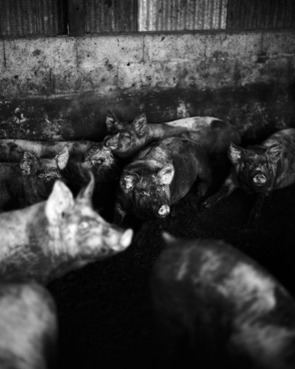12_25.06.28_Morterone-©DeGrandis_8