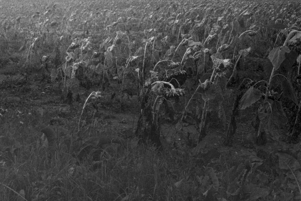 memorie di un bosco04