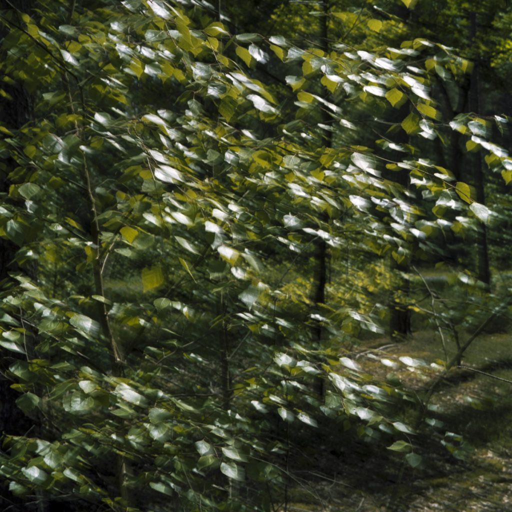 memorie di un bosco16